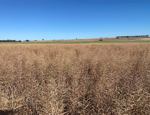 Trial of Compost containing Zeolite in Canola